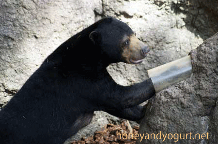 マレーグマ モモコ 上野動物園 (2011年5月) Momoko the sunbear,Uenozoo,Tokyo