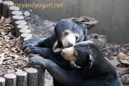 マレーグマ モモコ ウメキチ 上野動物園 (2011年5月)