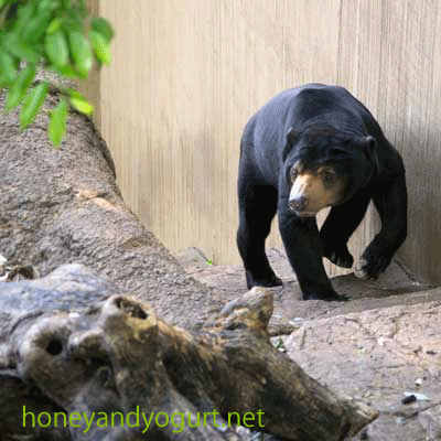 上野動物園　マレーグマ　アズマ