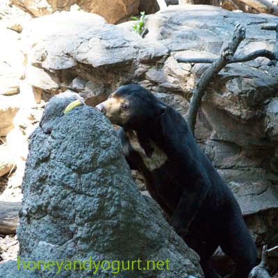 上野動物園　マレーグマ　アズマ