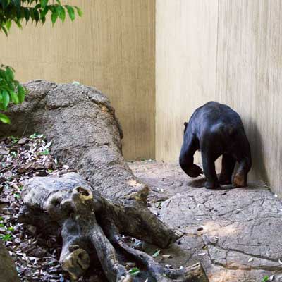 上野動物園　マレーグマ　アズマ