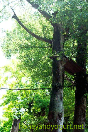 上野動物園　マレーグマ舎