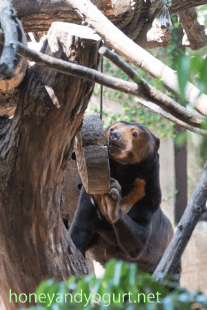 上野動物園　マレーグマ　キョウコ