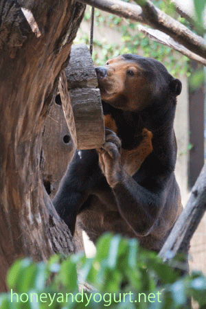 上野動物園　マレーグマ　キョウコ