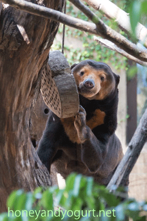 上野動物園　マレーグマ　キョウコ