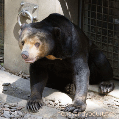 福岡市動物園　マレーグマ　マチ
