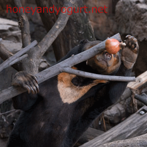 上野動物園　マレーグマ　キョウコ