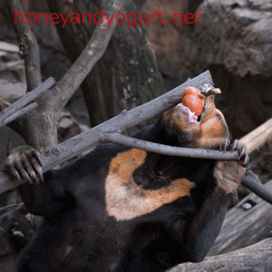 上野動物園　マレーグマ　キョウコ