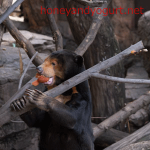 上野動物園　マレーグマ　キョウコ