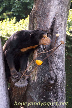 上野動物園 マレーグマ キョウコ