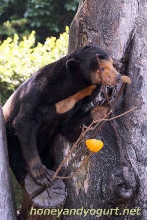 上野動物園 マレーグマ キョウコ