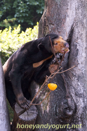 上野動物園 マレーグマ キョウコ