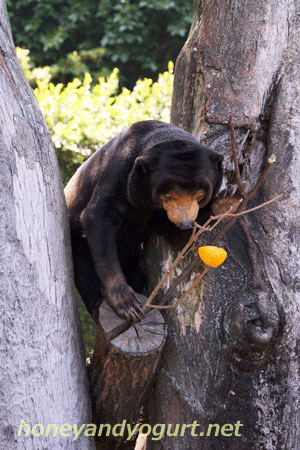 上野動物園 マレーグマ キョウコ