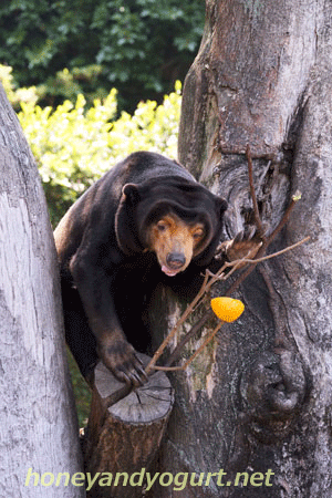 上野動物園 マレーグマ キョウコ