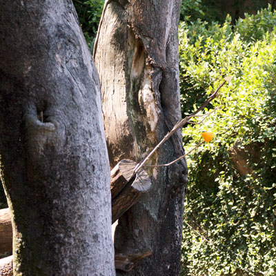 上野動物園 マレーグマ舎