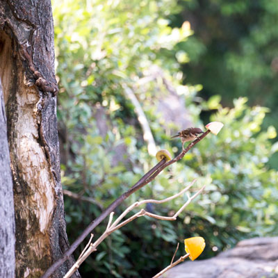 上野動物園 マレーグマ舎