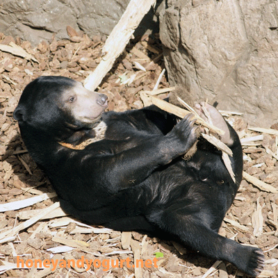 マレーグマ　ウメキチ　上野動物園時代