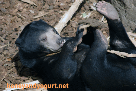 マレーグマ　ウメキチ　上野動物園時代