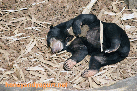 マレーグマ　ウメキチ　上野動物園時代
