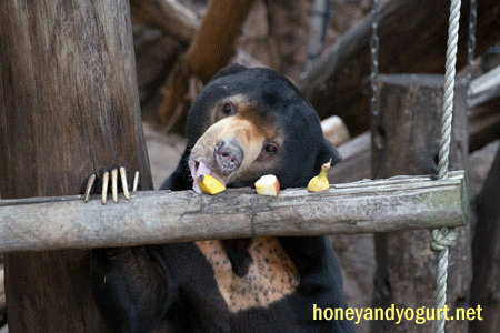 上野動物園 マレーグマ アズマ