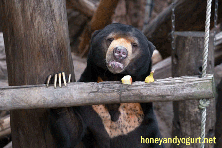 上野動物園 マレーグマ アズマ