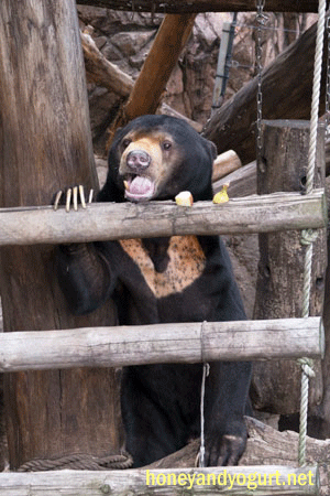 上野動物園 マレーグマ アズマ