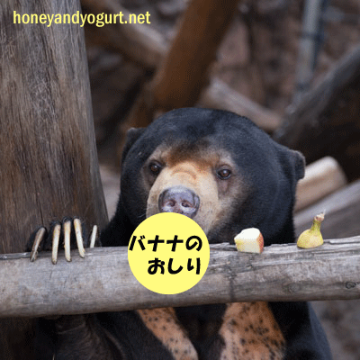 上野動物園 マレーグマ アズマ