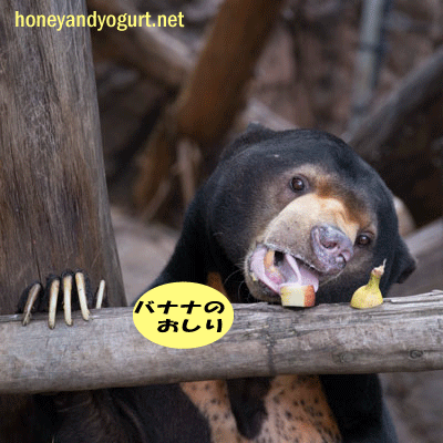 上野動物園 マレーグマ アズマ