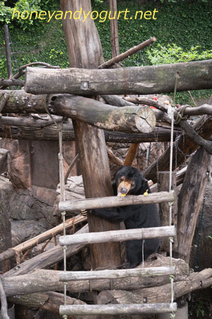 上野動物園　マレーグマ　アズマ
