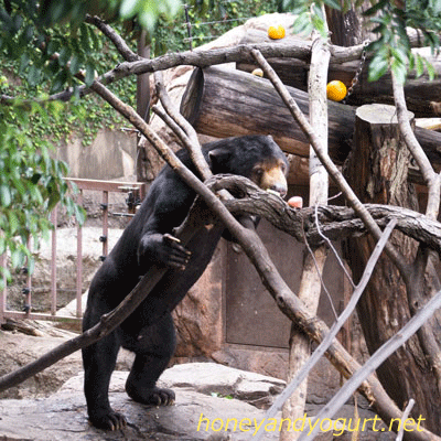 上野動物園　マレーグマ　アズマ