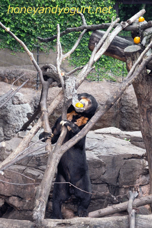 上野動物園　マレーグマ　アズマ