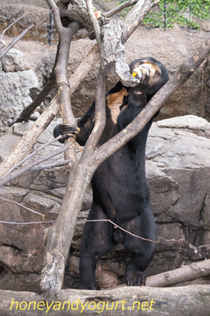 上野動物園　マレーグマ　アズマ