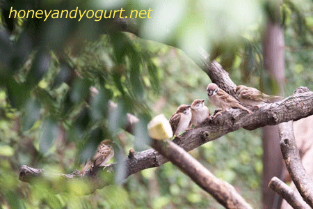 上野動物園　マレーグマ舎