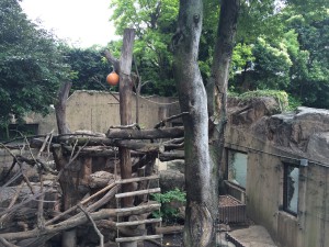 上野動物園　マレーグマ舎