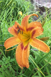 ユリ のいち動物公園 園内