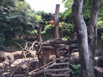 上野動物園　マレーグマ舎