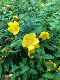 クチナシの花 のいち動物公園 園内