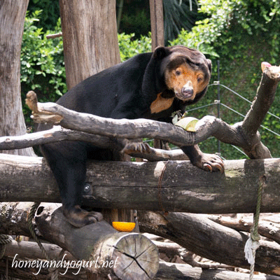 上野動物園　マレーグマ　キョウコ