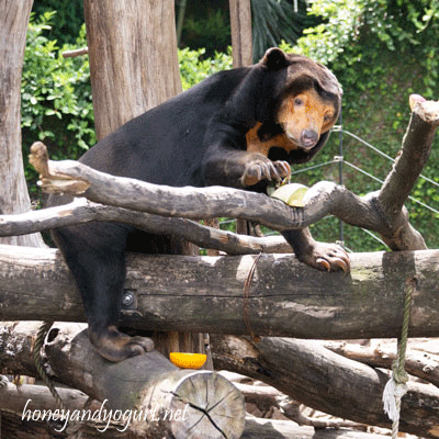 上野動物園　マレーグマ　キョウコ