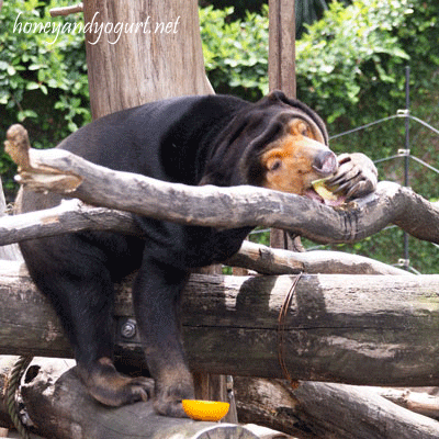 上野動物園　マレーグマ　キョウコ