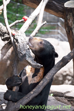 上野動物園 マレーグマ アズマ