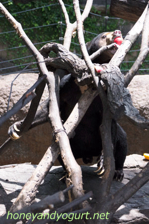 上野動物園 マレーグマ アズマ