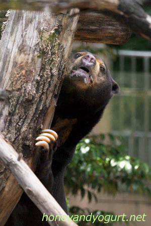上野動物園 マレーグマ アズマ