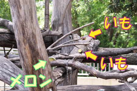 上野動物園 マレーグマ舎