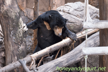 上野動物園 マレーグマ アズマ