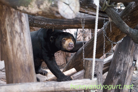 上野動物園 マレーグマ アズマ