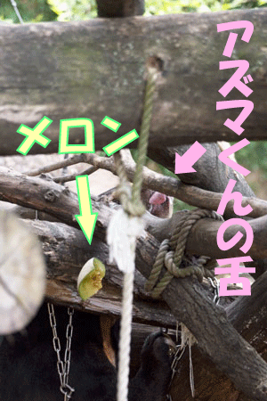 上野動物園 マレーグマ アズマ