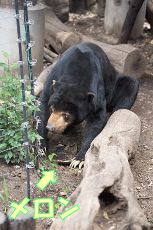 上野動物園 マレーグマ アズマ
