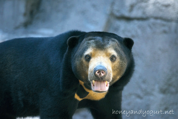 天王寺動物園 マレーグマ マーサ