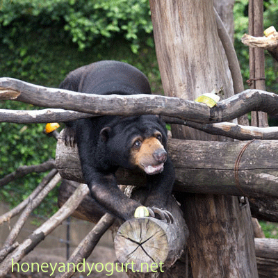 上野動物園 マレーグマ モモコ